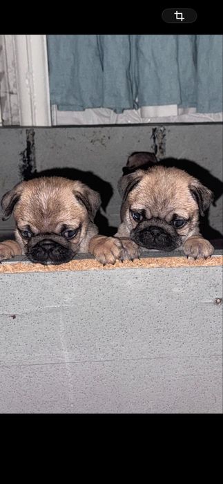 Мопсята ,доставка по району