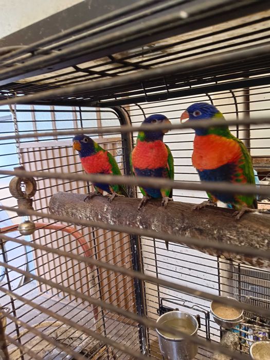 Lorys molucano para trocar ou vender