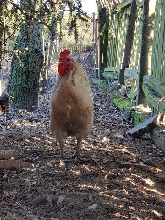 Kogut bialy bez ogona