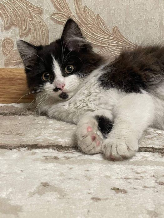 Маленька дівчинка шукає родину