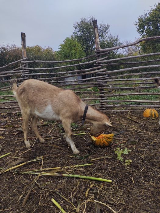 Кози  альпійські , ламанча