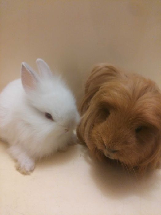 Морские свинки перуанские . шелти . розеточные и гладкие