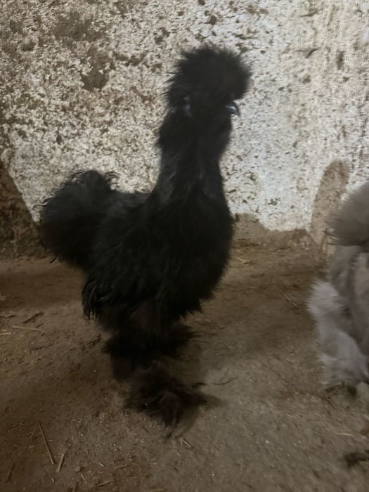 Młode Koguty Silki- Czarny i Lawendowy