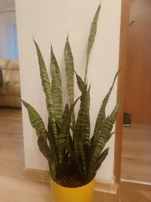 Sanseweria do 80 cm wysokości