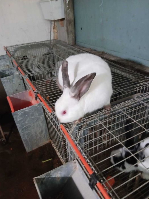 Casal coelhos raça Califórnia