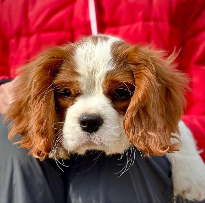 Кавалер Кінг Чарльз спанієль. Кавалер Кинг Чарльз спаниель