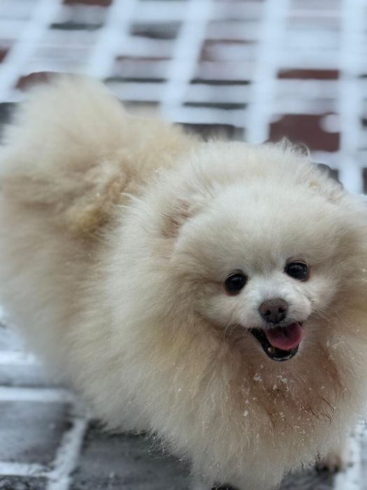 Дівчата померанського шпіца