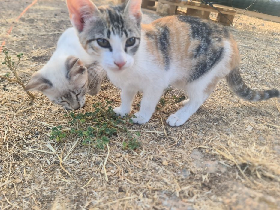 Gatinhas para adoção responsável
