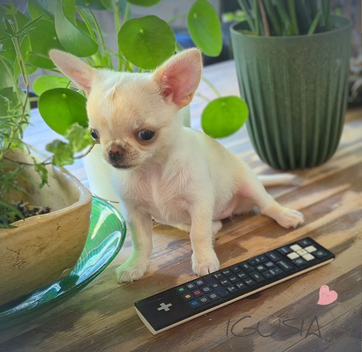 Chihuahua Igusia XS IDEALNA