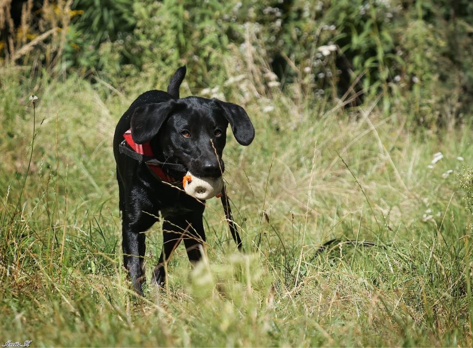 Roczny czarny mini mix labrador. Młody pies w schronisku do adopcji.