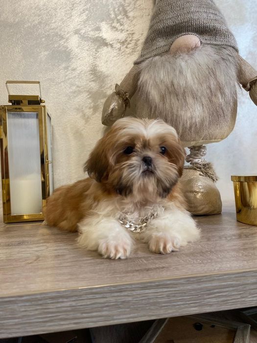 Piękny piesek shih-tzu z rodowodem + wyprawka