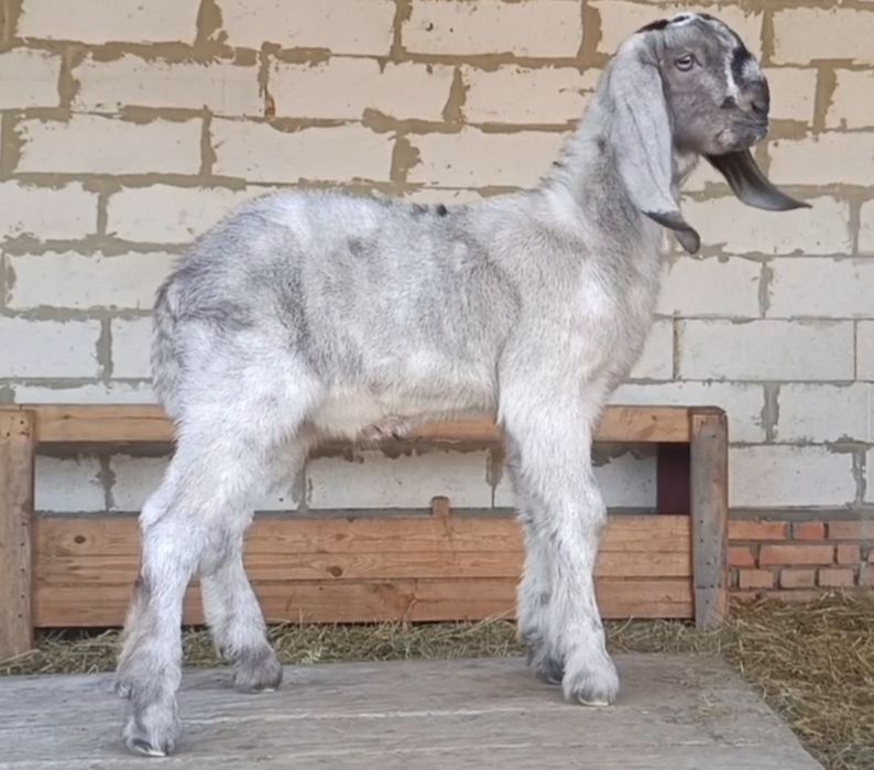 Нубійські козлики , нубийские козлята ,  козлики