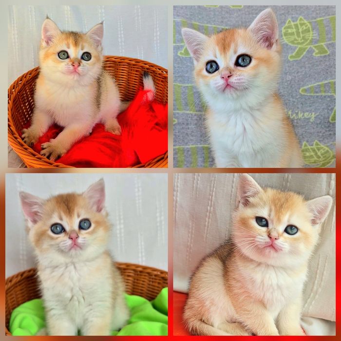 Прекрасні кошенята золота шиншила