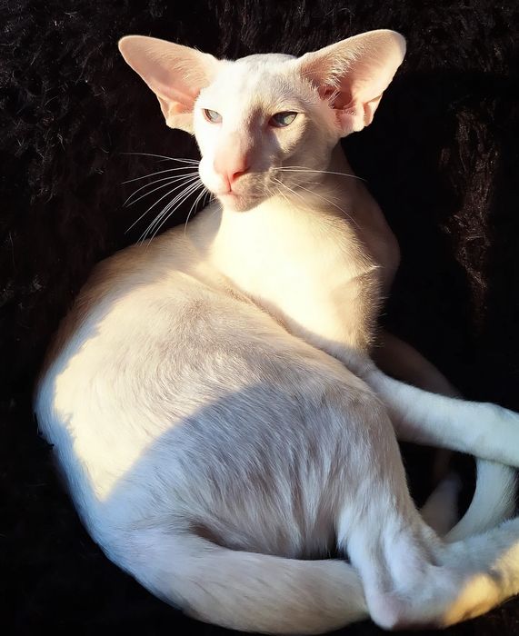 Шикарный мальчик