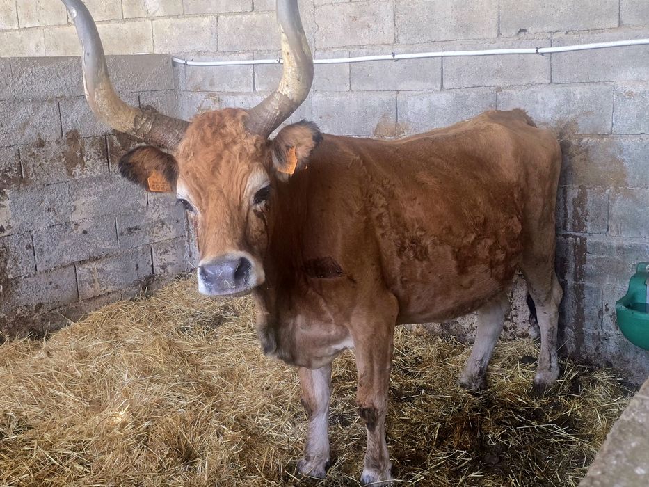 Vende-se vaca Barrosã 15 anos