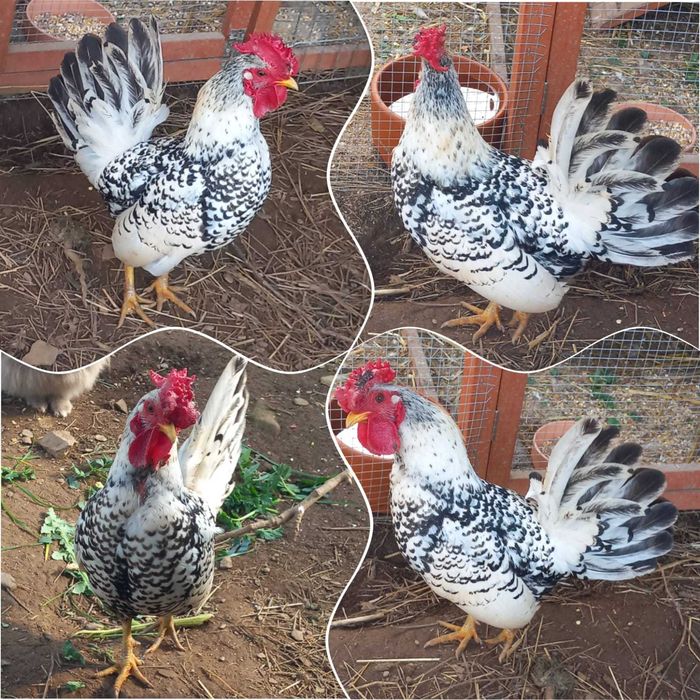 Galo nascido em 2025