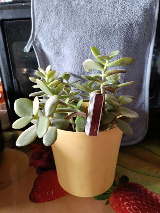 Товстянка яйцеподібна або грошове дерево