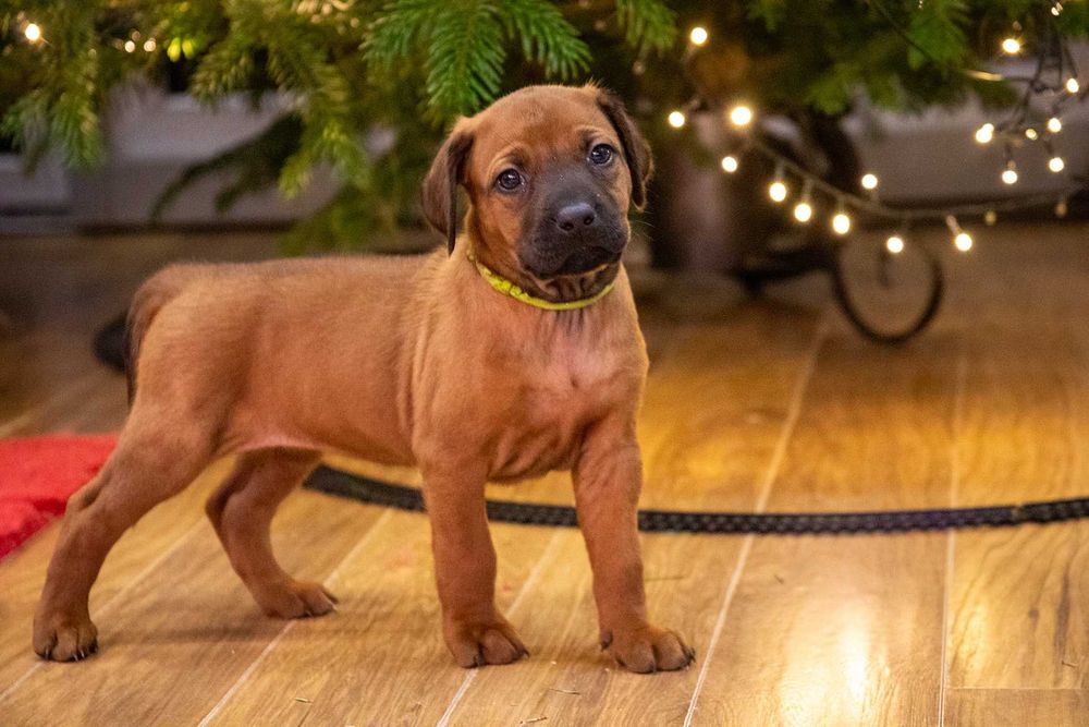 Rhodesian Ridgeback - suczka FCI