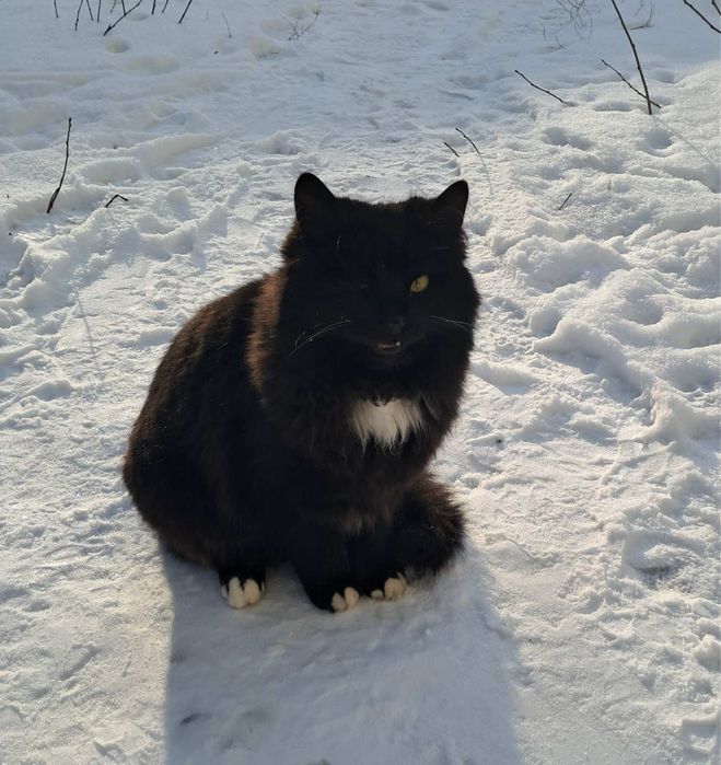 Прилаштовується дуже лагідний і грайливий котик.