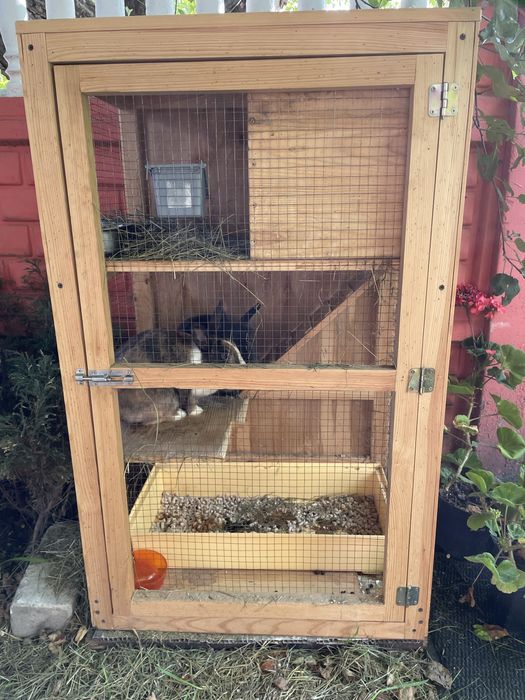 Продам двух декоративных кроликов с клеткой