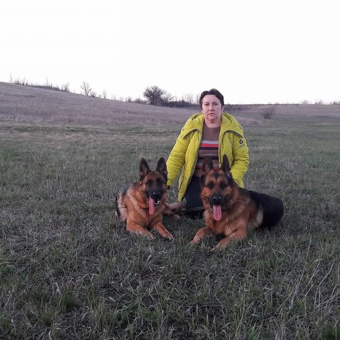Чудова дівчинка німецької вівчарки