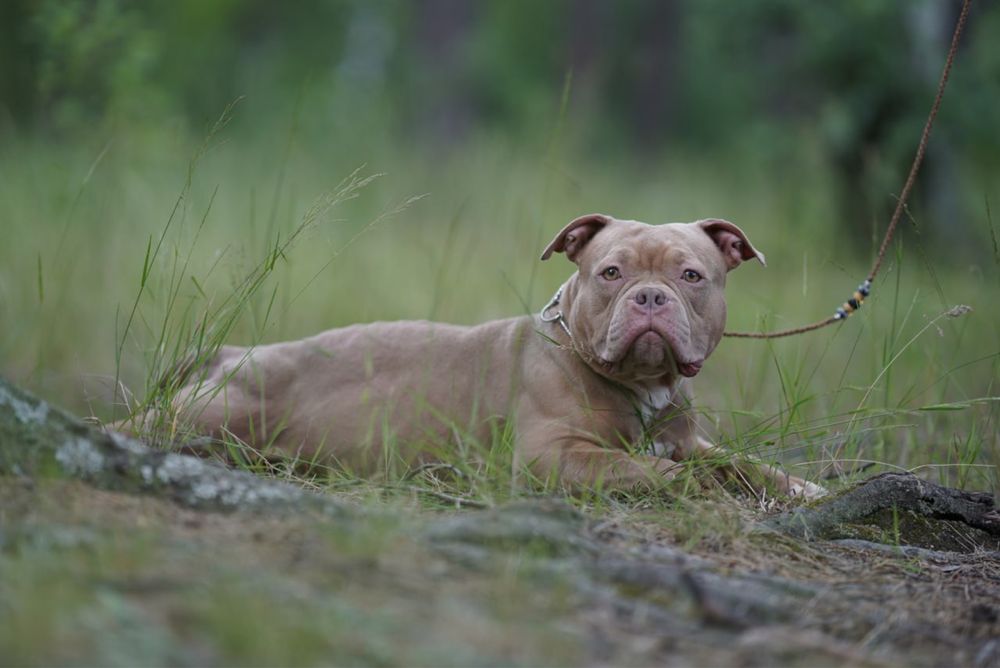 Дівчата і хлопчики в типі покет