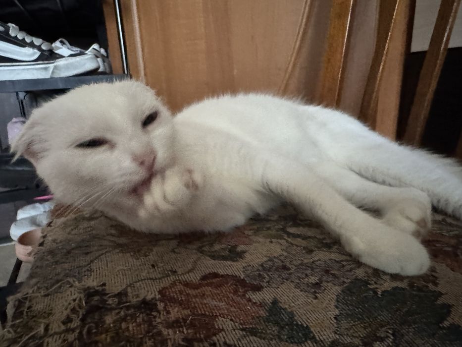 Кішка вислоухая біла