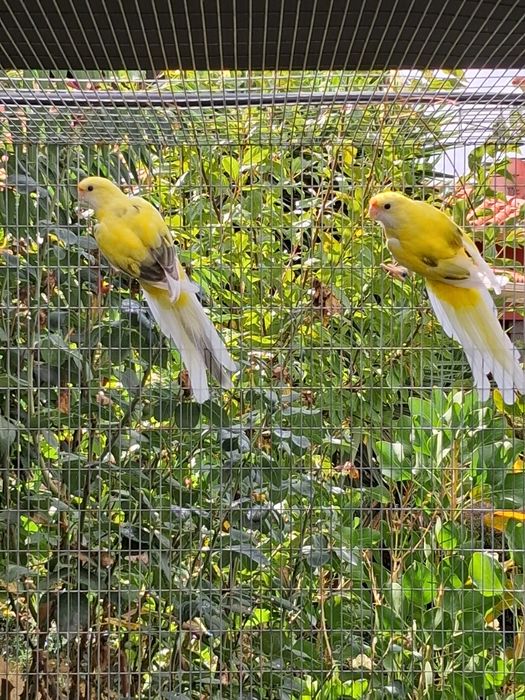 Casais de roselas adultos