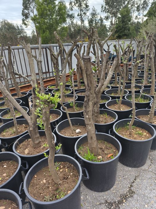 Oliveiras Adultas replantadas em vaso