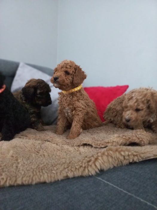 Pudel miniaturowy/średni do rezerwacji