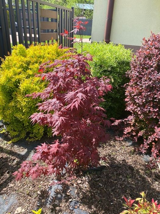Apartament nad Szczawniczkiemi muszyna Szczawnik Beskid