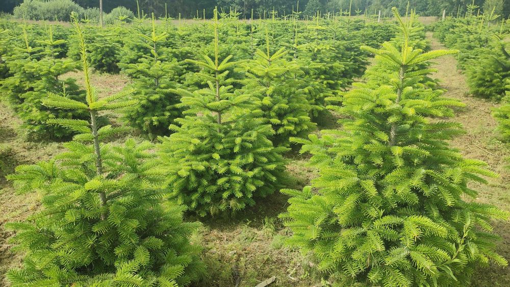 Jodła kaukaska kopana w donicy 60-150 cm choinki PLANTACJA CHOINEK