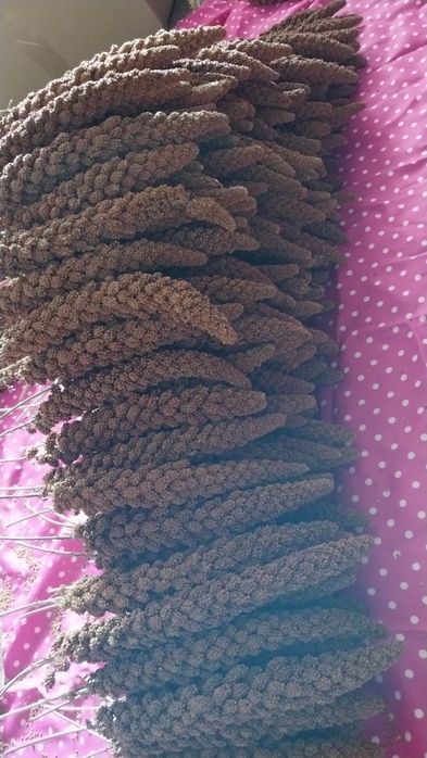 Чумиза корм для папуг