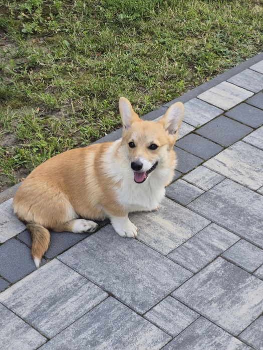 Wels Corgi Pembroke suczka FCI