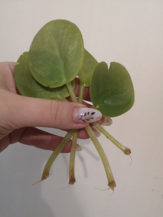 Фіалки укорінені