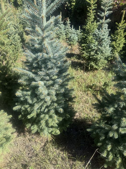 Продам туі смарагд брабант ялинкм , кулясті скальний можевельник