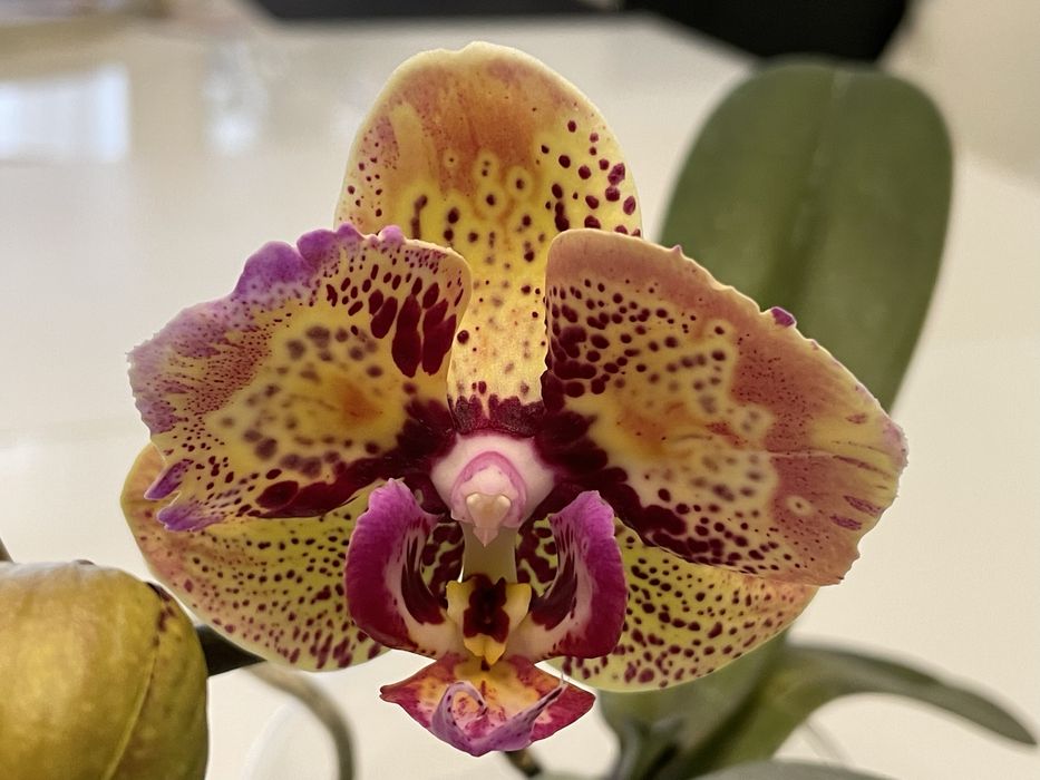 Орхідея Луна Роса метелик