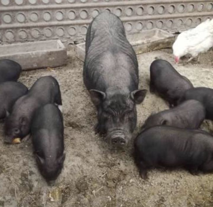 Срочно продам поросят