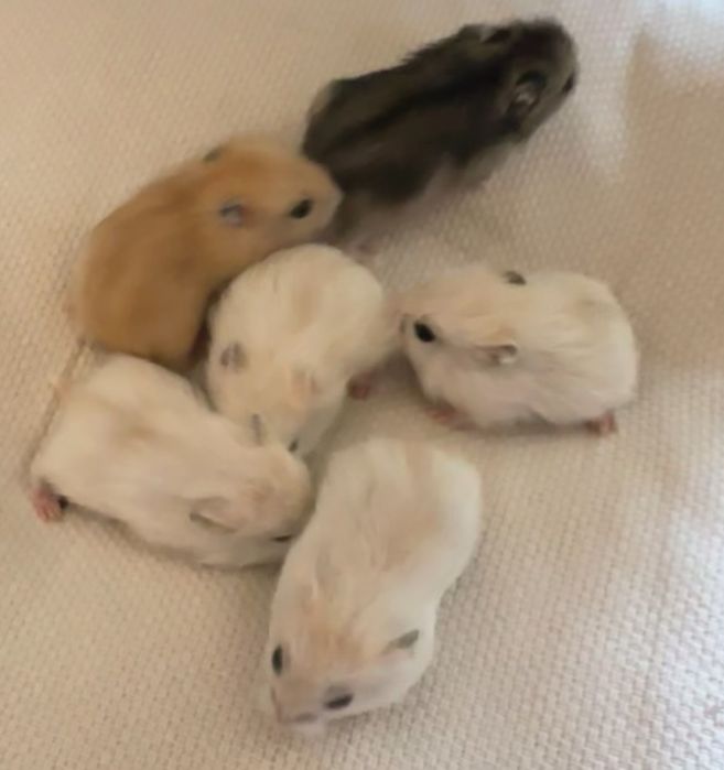 Джунгарський хомʼячок  "мандаринки"