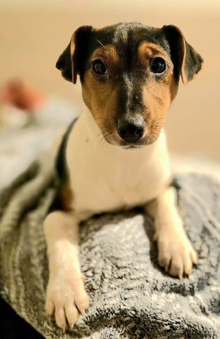 Jack Russel Terrier