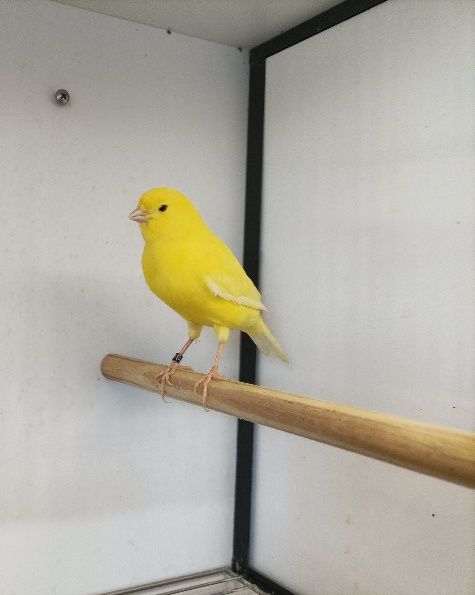 Canários Amarelos Intensos e Nevados