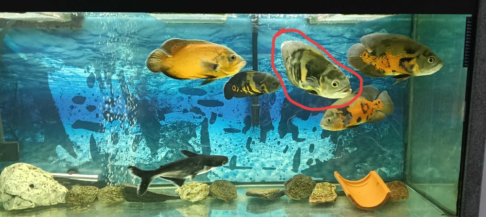 Oscar para troca ou venda