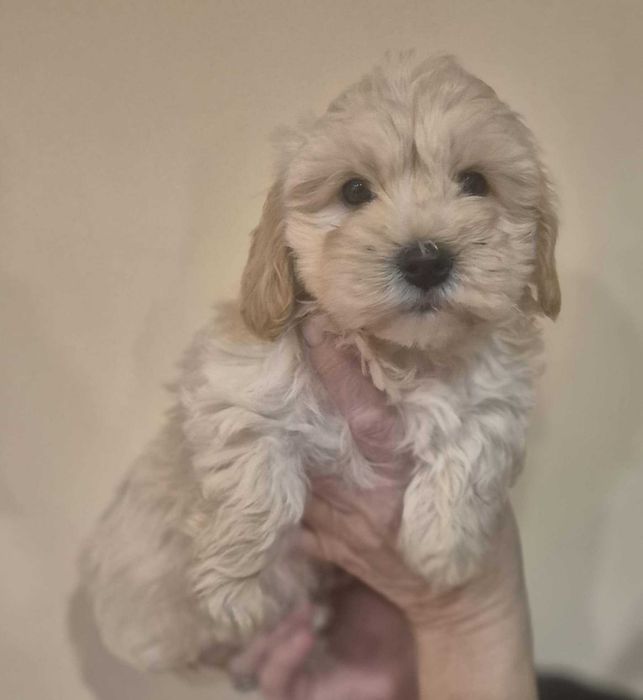 Maltipoo Piesek Gotowa do Odbioru