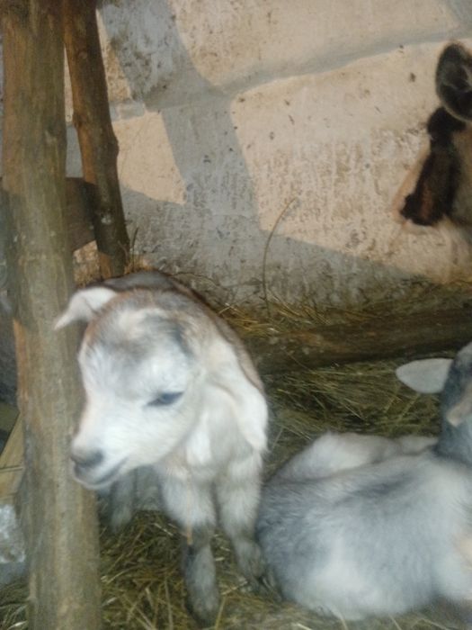 Продам.  Цапи Від Гарнойі кози