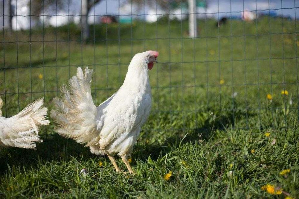 Kury nioski Tetra tintet na jajko