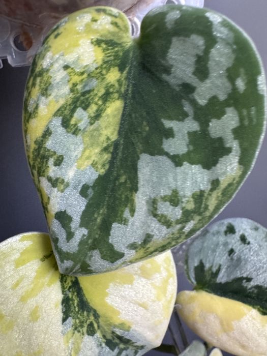 Scindapsus bakudapati ⑤