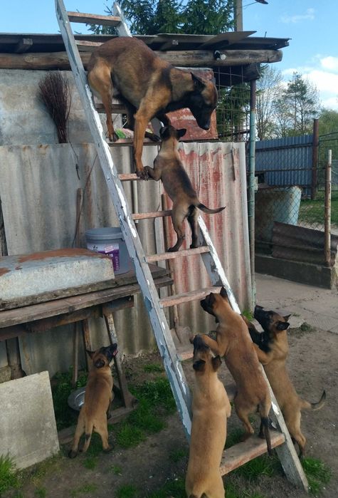 Продаються цуценята Малінуа