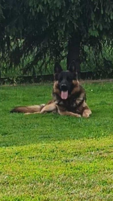 owczarek niemiecki -pies