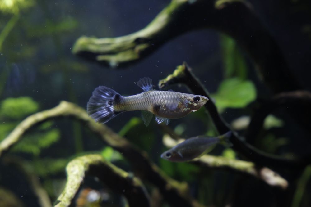 Guppys (adultos e bebés) e Caracóis