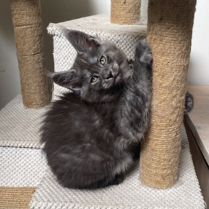Kocurek Maine Coon